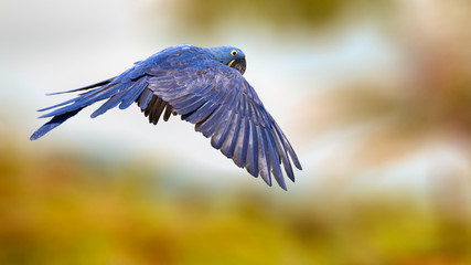 Perroquet bleu © Images-passion