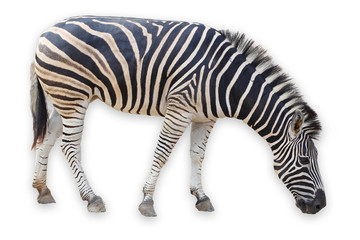 Zebra isolated on white background have clipping path