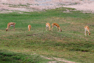 The Group springbok eatting grass in the sawanna garden
