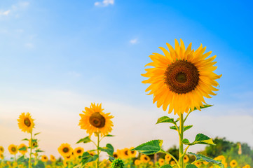Close-up of sunflower and blue sky