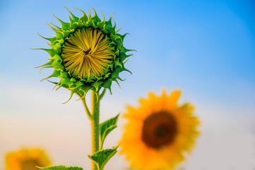 Sunflower young that just bloom in the field