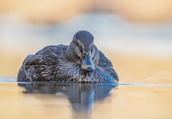Schwimmende Stockente im Sonnenschein