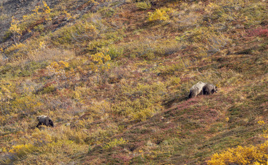 Grizzly Bear Sow and Cubs in Denali National Park in Autumn