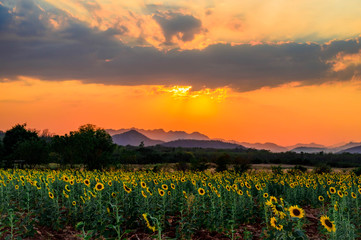 Fototapeta premium Landscape of sunflower field in the evening,The sunset in the sunflower field