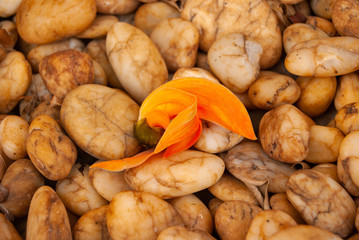 Pebbles and orange flowers