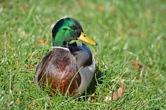Stockente