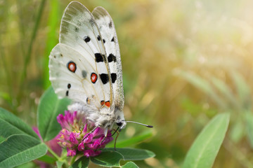 A large beautiful Apollo butterfly rests on a pink clover flower
