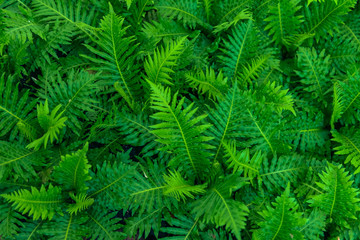 Green background of fern leaves.