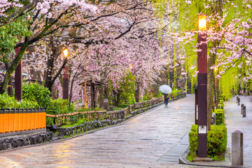 Gion Shirakawa, Kyoto, Japan in Spring