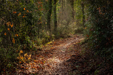 Livorno, Tuscany - Italy