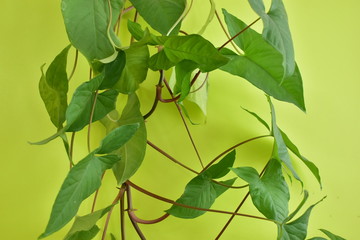 Green houseplants with large leaves on a green background