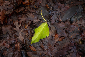 Livorno, Tuscany - Italy