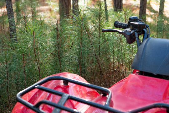 In the forest, a red four wheeler with pine woods background and copy space ~DIRT~
