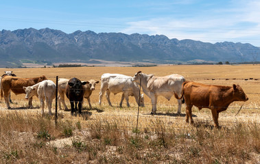 Tulbagh, Western Cape, South Africa. Dec 2019. Cattle grazing in a farm at Tulbagh in on wheat field in the Swartland region of the Western Cape, South Africa