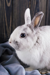 Soft cute curious portrait white rabbit sits on the table near to blue plaid. The concept of waiting for spring and Easter. Vertical, close-up portrait bunny. Follow the white rabbit symbolism