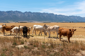 Naklejka na ściany i meble Tulbagh, Western Cape, South Africa. Dec 2019. Cattle grazing in a farm at Tulbagh in on wheat field in the Swartland region of the Western Cape, South Africa