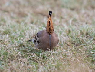 Hoopoe bird stood feeding in garden