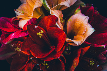 Close-up of a bouquet with Amaryllis in pink and red and orange.