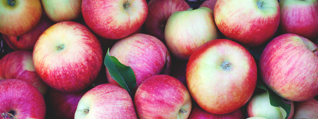 Banner for the site with a lot of juicy apples.