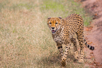 The cheetah walk on the car tracks