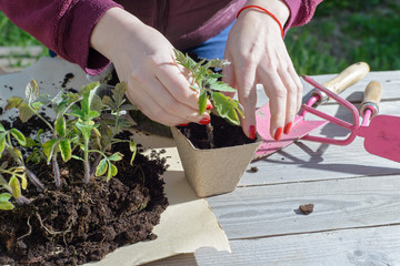young woman planting tomatoes plants to the paper pots. copy space.