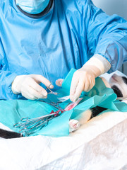 cat going under surgery at the vets