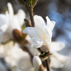 white magnolia  flowers close up macro.  magnolia  blossoms in the spring against the blue sky. Beautiful bright colorful artistic image of spring © Natalia Timchenko
