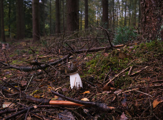 Mushroom on the ground