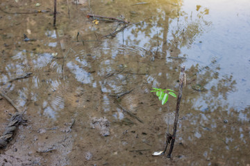 Mangrove Forest or Intertidal Forest seedlings is evergreen help slow down the occurrence of global warming.