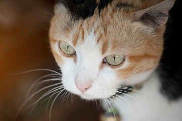 three color thai cat on black background