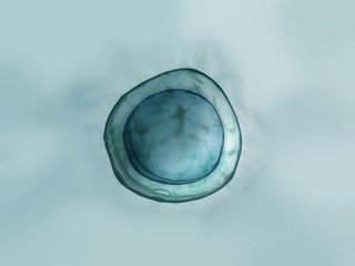 Macro close up of soap bubbles look like scientific image of cell and cell membrane