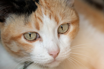 three color thai cat looking at camera