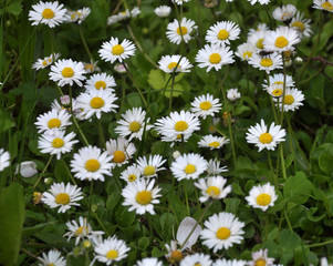 Fototapeta premium The perennial Bellis perennis bloom in nature