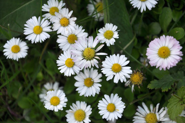 The perennial Bellis perennis bloom in nature © orestligetka