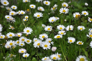 The perennial Bellis perennis bloom in nature © orestligetka
