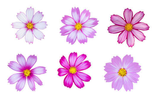 colorful cosmos flowers  on white background
