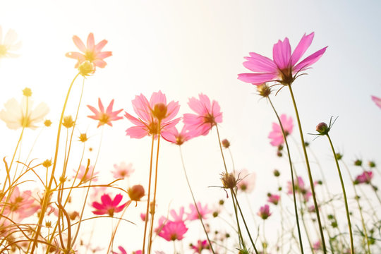 colorful cosmos flowers  on white background