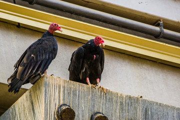 Turkey vulture couple sitting together, tropical scavenger bird specie from America
