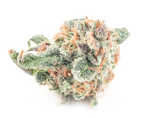Medical marijuana flower with trichomes and orange hairs and leaves