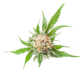 Fototapeta premium Medical marijuana flower with trichomes and orange hairs and leaves