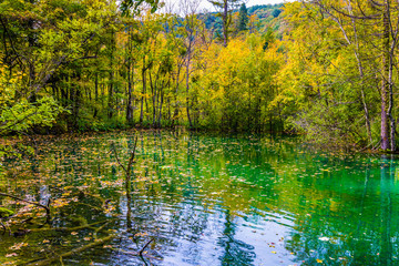 Yellow leaves of autumn trees