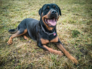 liegender Rottweiler