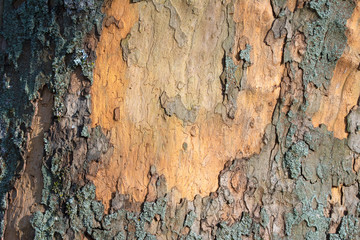 Abstract natural background with lichen on a tree bark