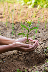 A woman putting Plant on the soil