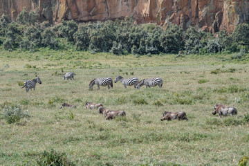 happy wild animals in savanna cliffs