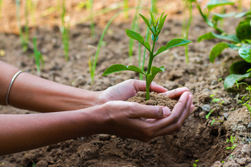 A woman putting Plant on the soil