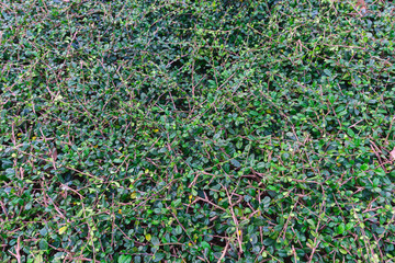 Green leaf background for texture