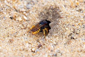 Wasp digs a hole in the sand. Hymenoptera, sand wasp Bembix oculata, Crabronidae