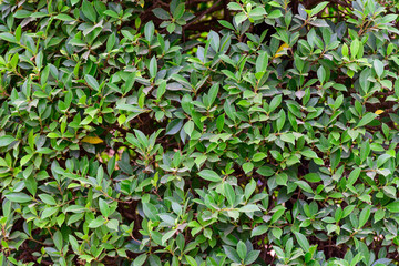 Green leaf background for texture