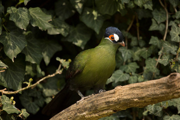 Hartlaub's Touraco (Tauraco hartlaubi) .